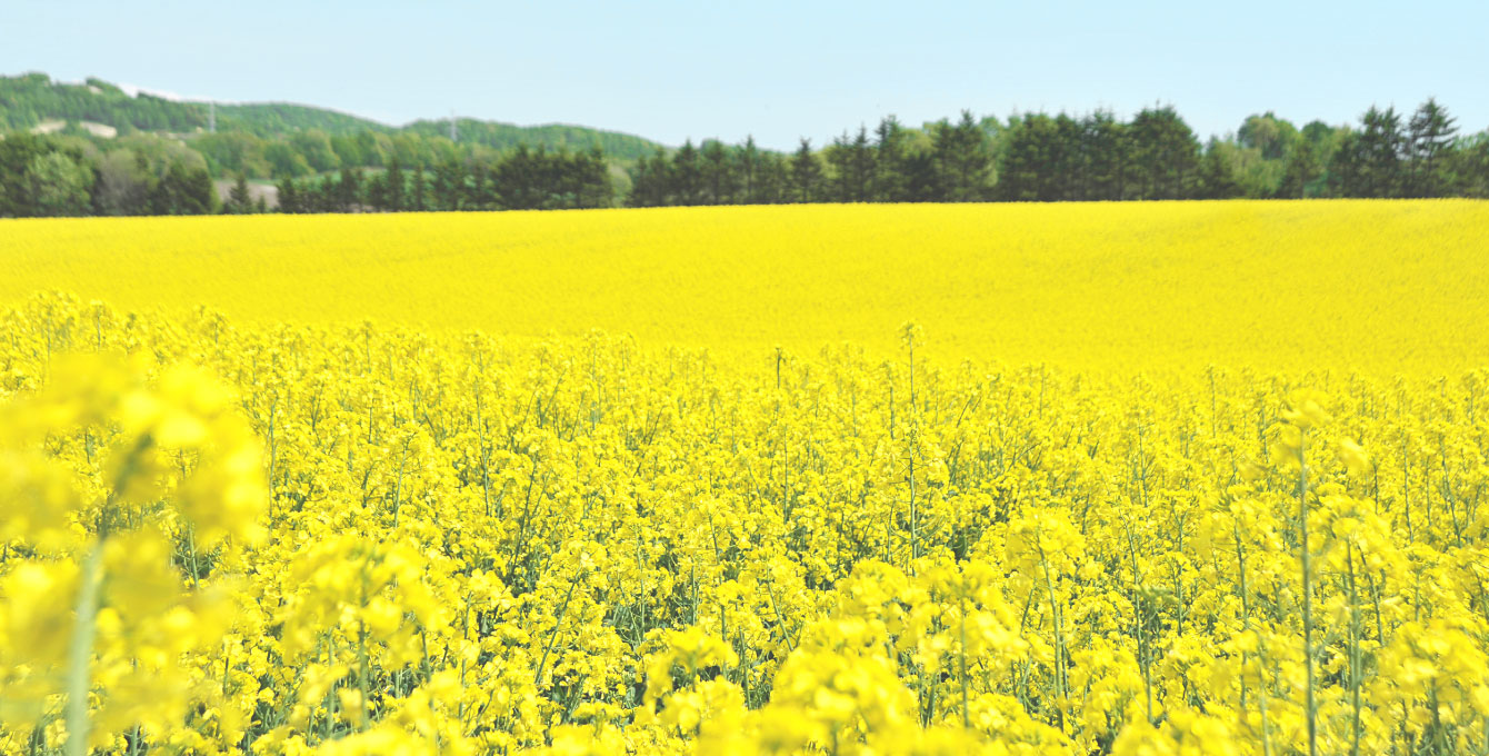 Canola Flower Fields