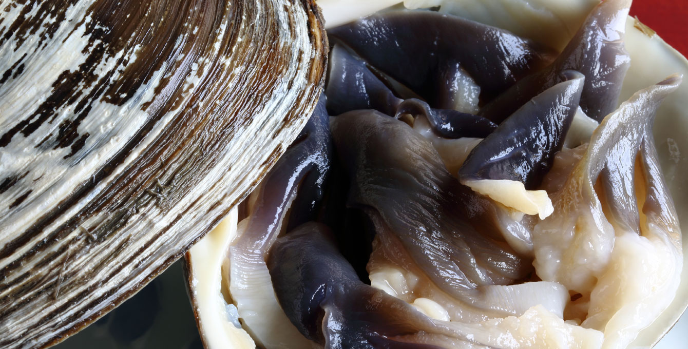 Sakhalin Surf Clams 